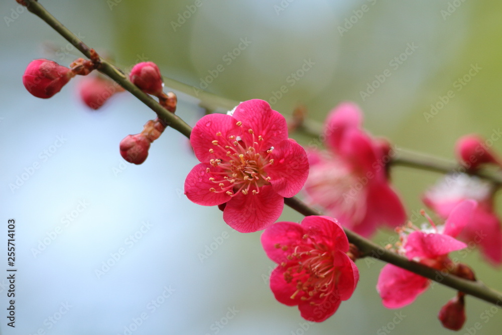 Obraz premium 梅の花 Plum blossom 