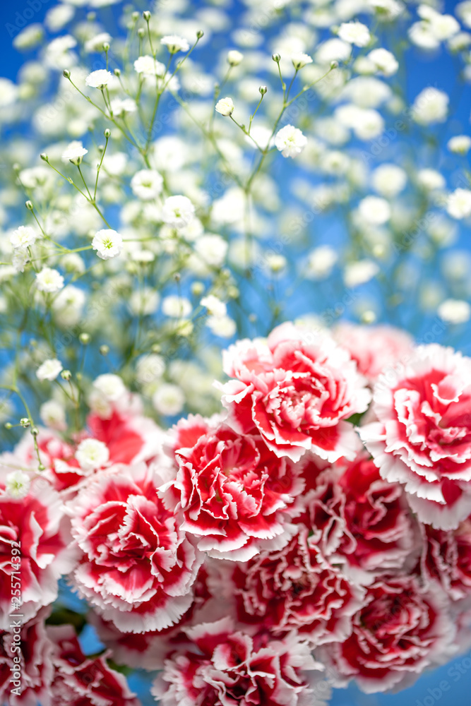 カーネーションの花 カーネーションの花