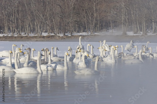 swans on Lake Kussharo in Hokkaido　屈斜路湖白鳥 © shuttered