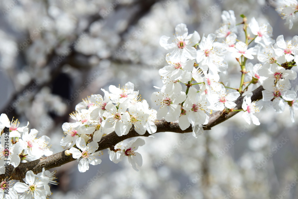 Zierkirsche weiß - Blütenmeer - Frühling in Südtirol