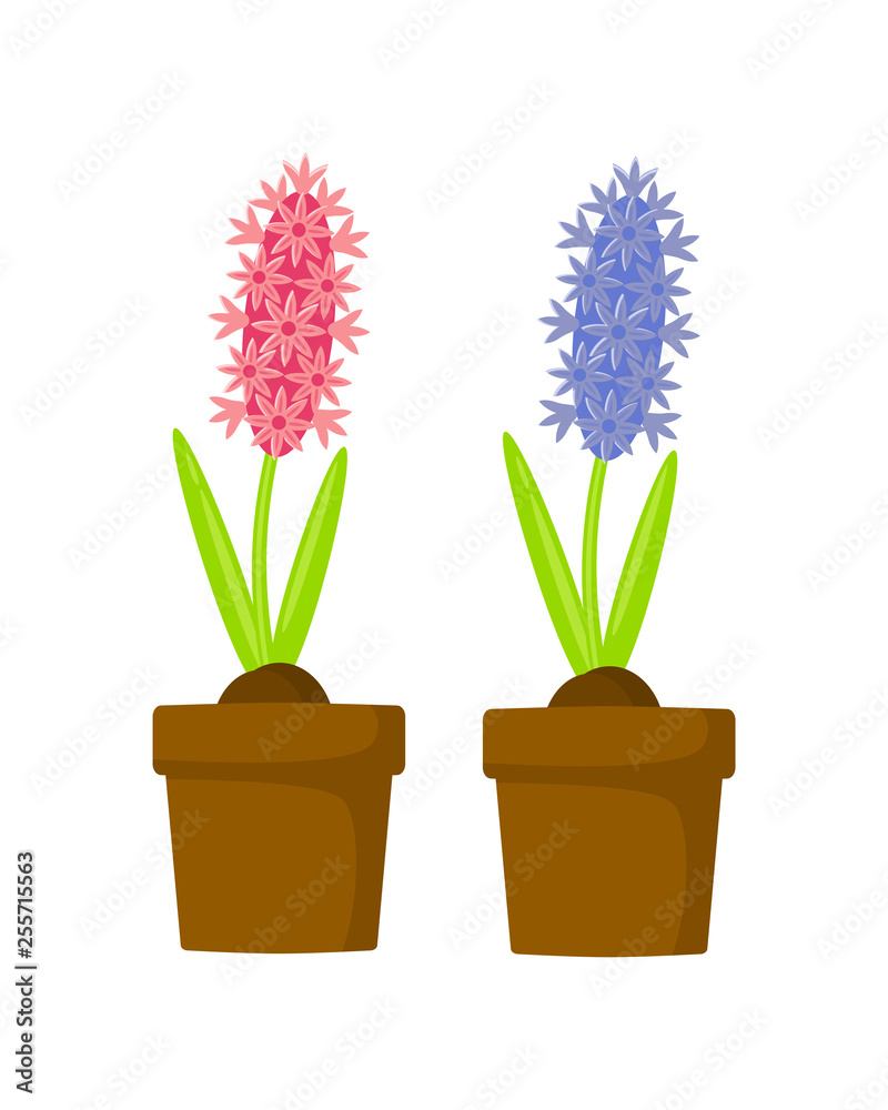 Set of pink and blue hyacinth in pots vector illustration isolated on white background. Set of pink and blue hyacinth in pots vector illustration isolated on white background.