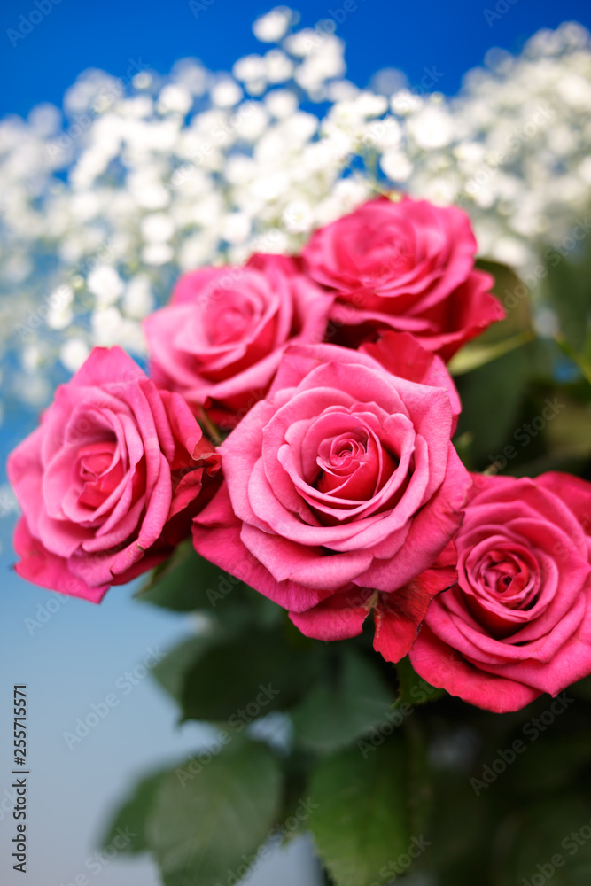 バラの花 バラの花