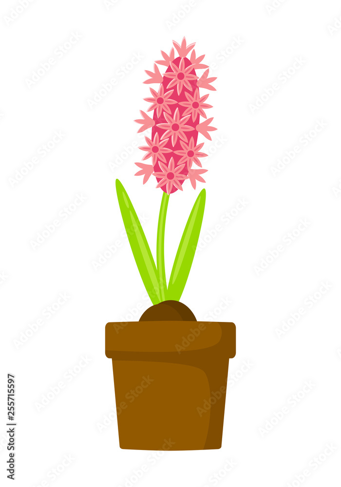 Pink hyacinth in pot vector illustration isolated on white background.