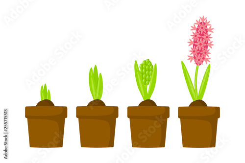 Hyacinth growth stage. Life cycle of hyacinth in a pot