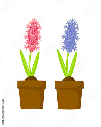 Set of pink and blue hyacinth in pots vector illustration isolated on white background.