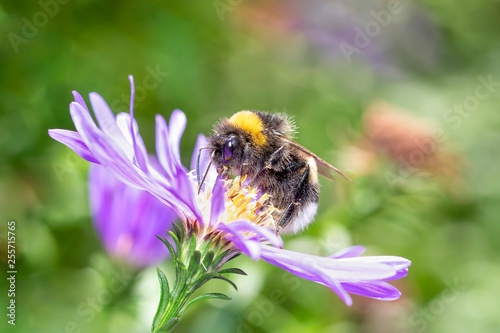 Large earth bumblebee - Bombus terrestris - pollinates an aster