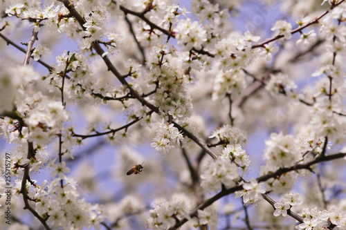 Prunus spinosa Schlehendorn, Schlehe, Heckendorn, Schwarzdorn DE, NRW, Leverkusen 12.04.2015