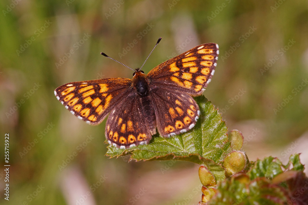 Hamearis lucina (LINNAEUS, 1758) Schlüsselblumen-Würfelfalter DE, NRW, Dollendorf 25.05.2015 Hamearis lucina (LINNAEUS, 1758) Schlüsselblumen-Würfelfalter DE, NRW, Dollendorf 25.05.2015