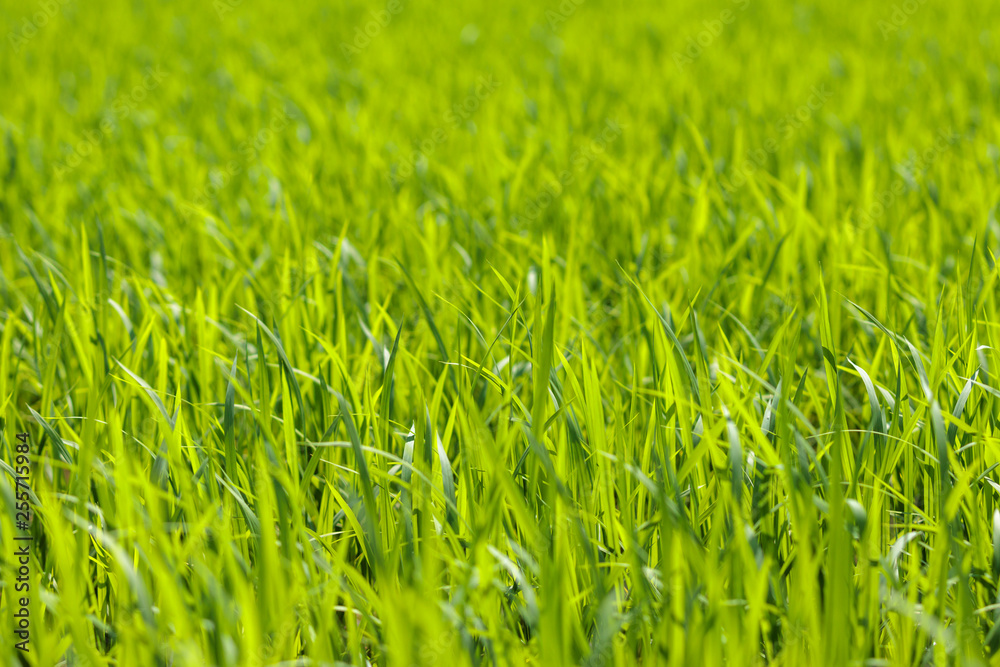 Fototapeta premium 水田の風景