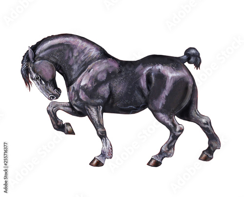 Draft horse illustration. Horse portrait. Horse acrylic painting.