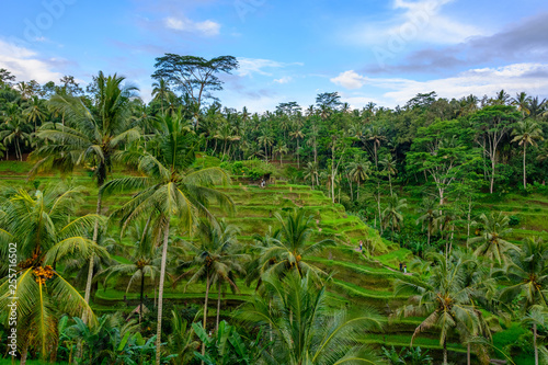 Tegallalang Rice Terraces in Bali - Ubud Attractions photo