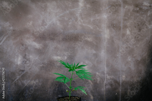 Marijuana seeds are growing from seed.