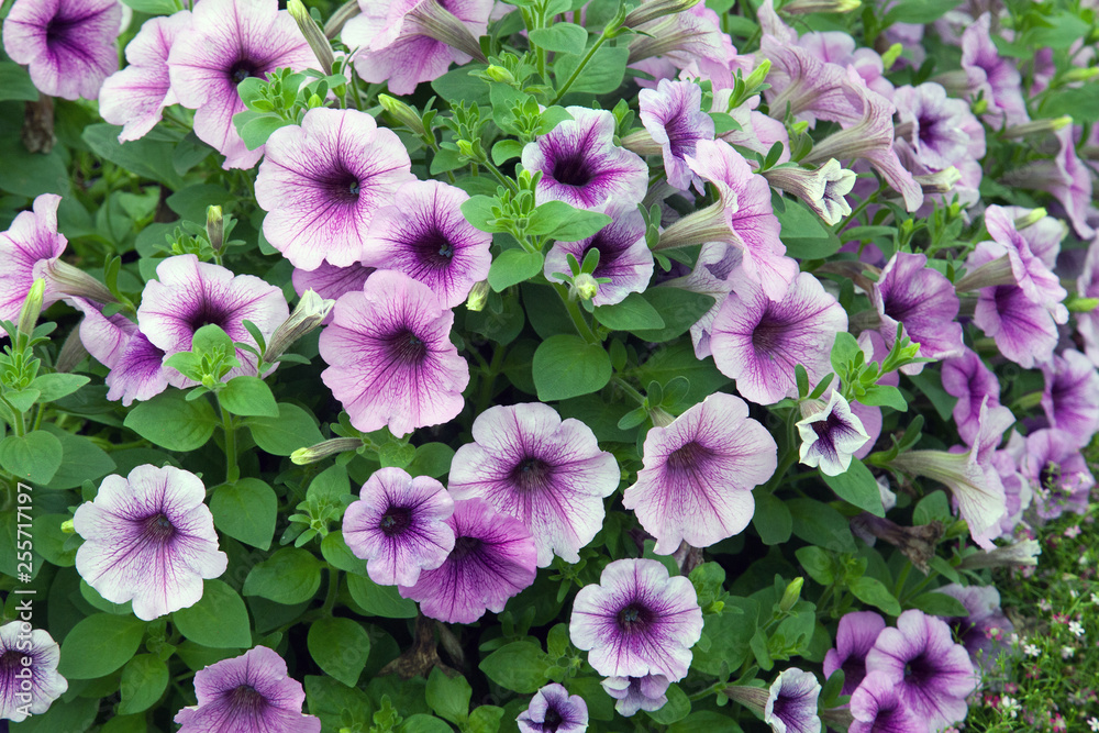 Fotografie Morning glory flower