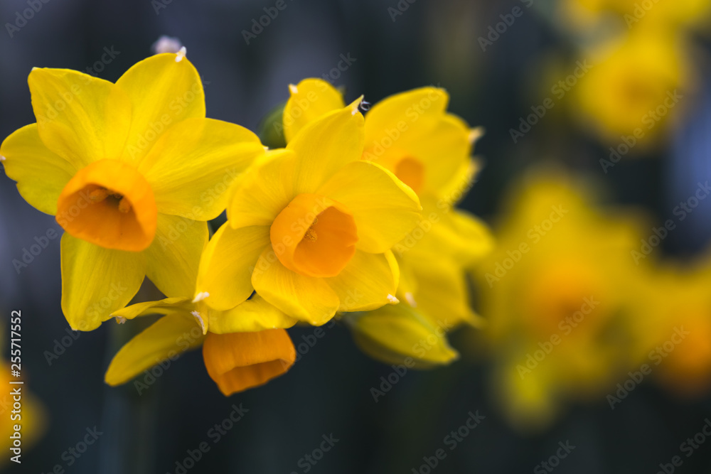 水仙の花 水仙の花