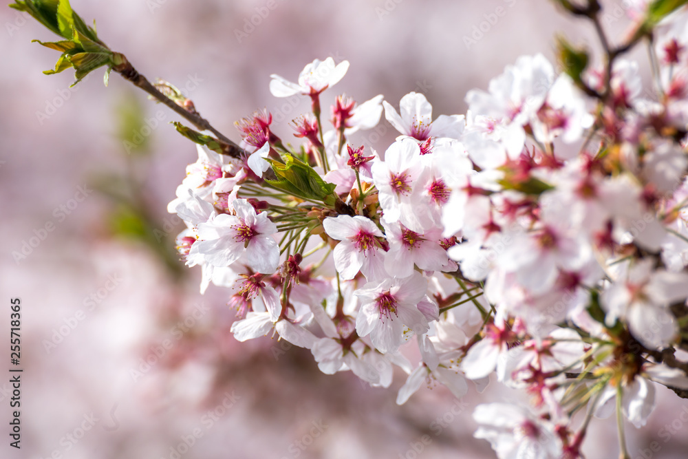 桜の花