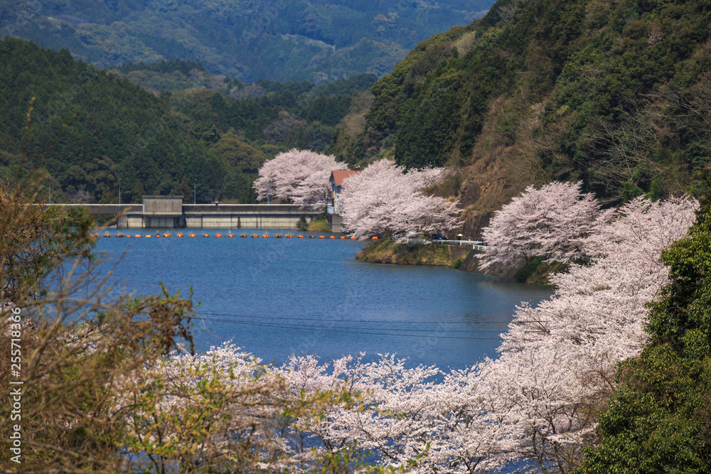 桜とダム　春のイメージ