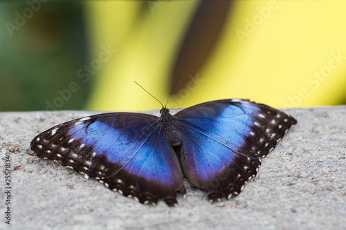 Closeup of blue morpho butterfly on concrete with soft focus yellow and green background