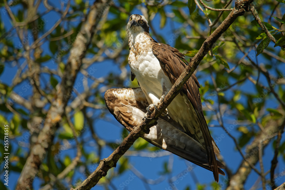 Osprey - Pandion haliaetus bird of prey hunting fish, also called sea hawk, river hawk, and fish hawk is a diurnal, fish-eating bird of prey with a cosmopolitan range Osprey - Pandion haliaetus bird of prey hunting fish, also called sea hawk, river hawk, and fish hawk is a diurnal, fish-eating bird of prey with a cosmopolitan range