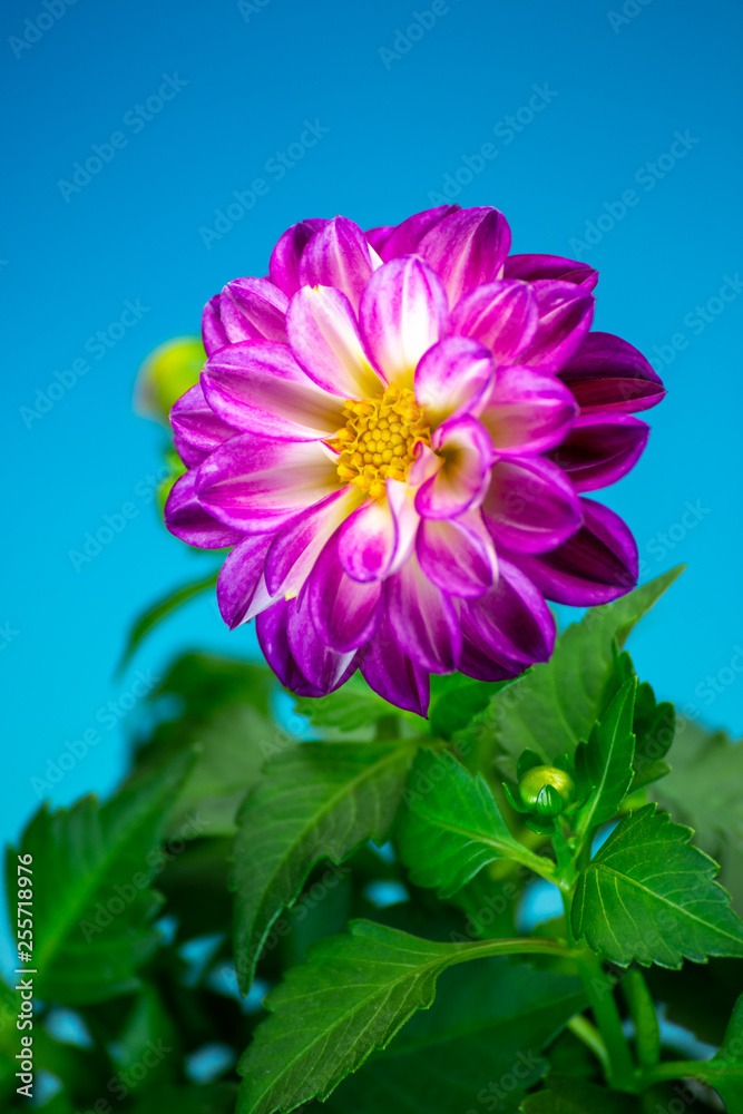 ダリアの花 ダリアの花
