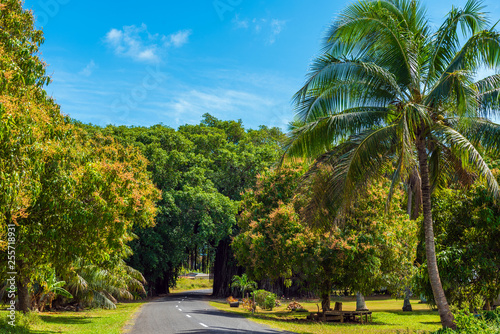 View of the road through the trees and creepers, Aitutaki Island, Cook Islands.