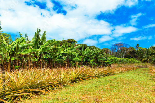 View of the pineapple plantation, Aitutaki Island, Cook Islands.