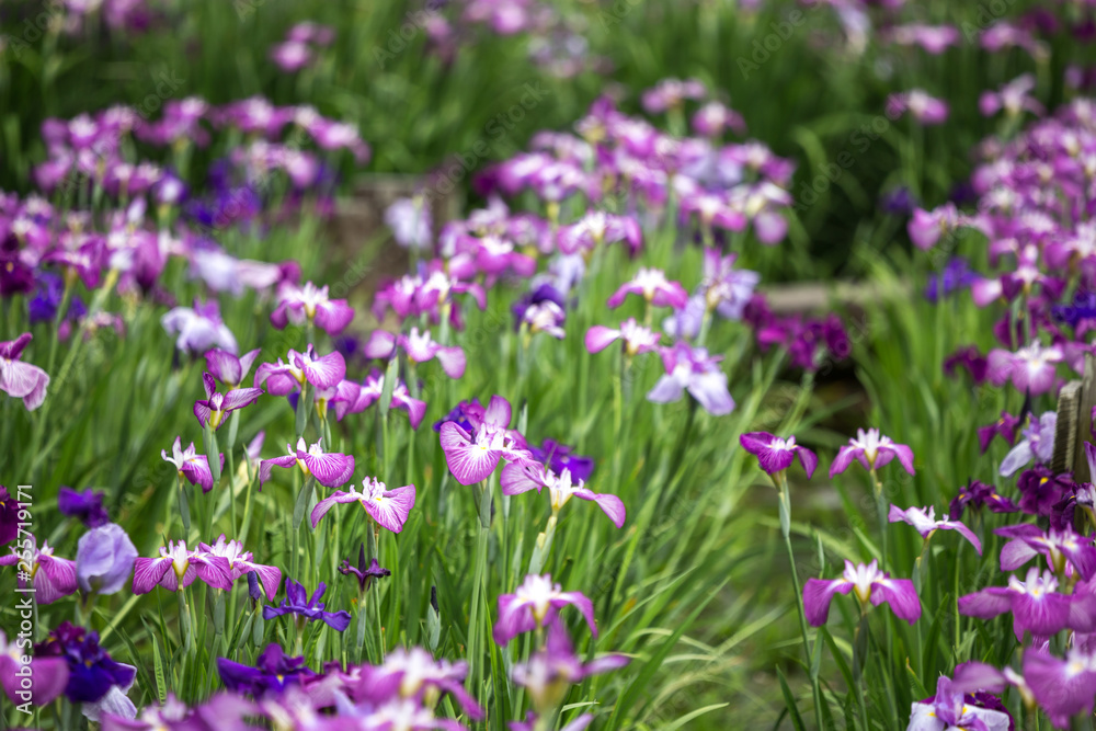 花菖蒲