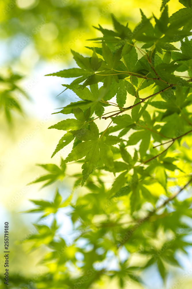 緑のモミジ　初夏イメージ