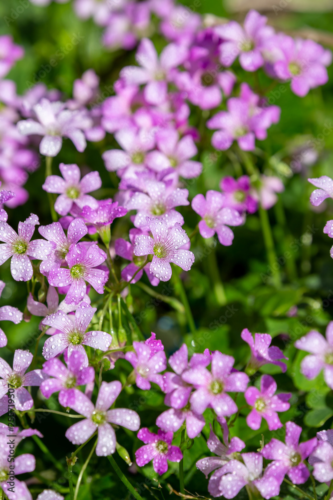 ムラサキカタバミの花