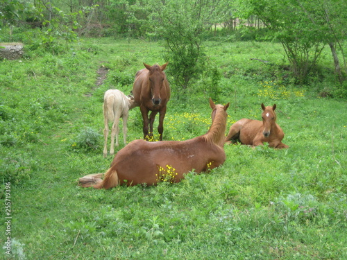 Horses on the meadow.