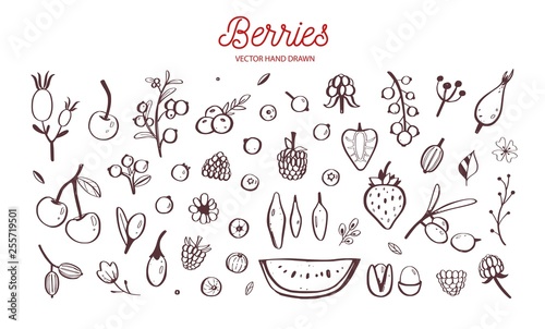 Wild Berries and fruits vector set. Raspberry, Cherry, strawberry, blackberry and other summer harvest. Hand drawn isolated objects on white. Botanical doodle illustration