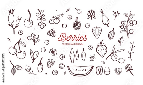 Wild Berries and fruits vector set. Raspberry, Cherry, strawberry, blackberry and other summer harvest. Hand drawn isolated objects on white. Botanical doodle illustration