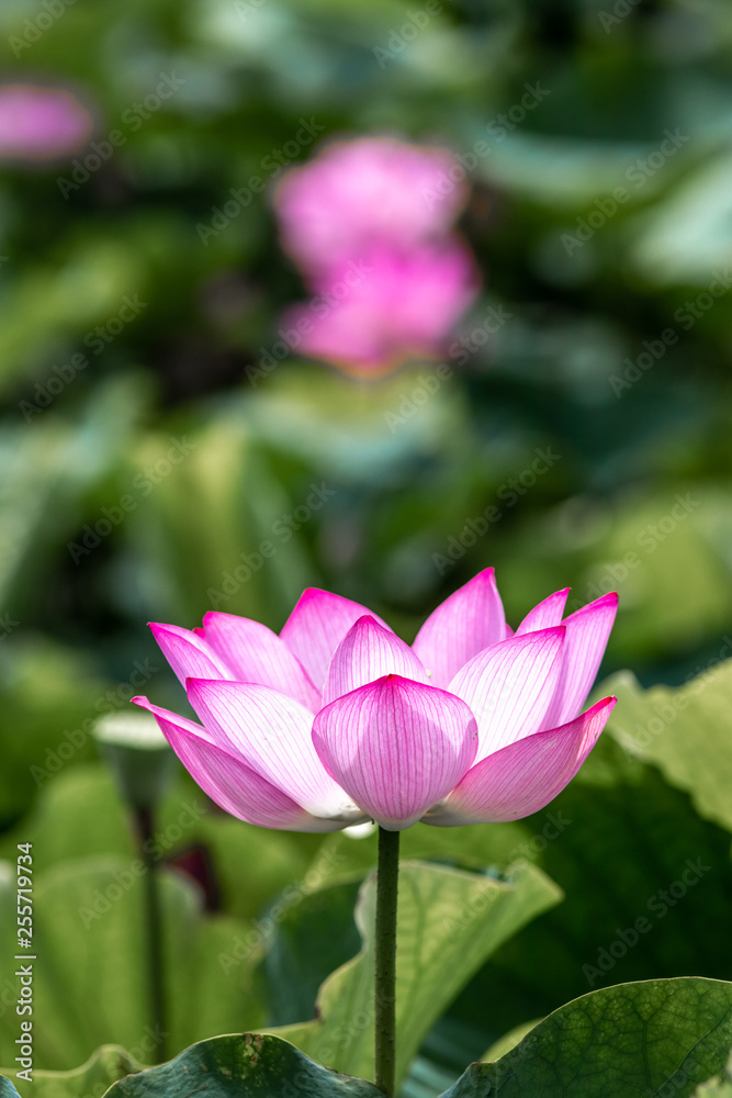 蓮の花