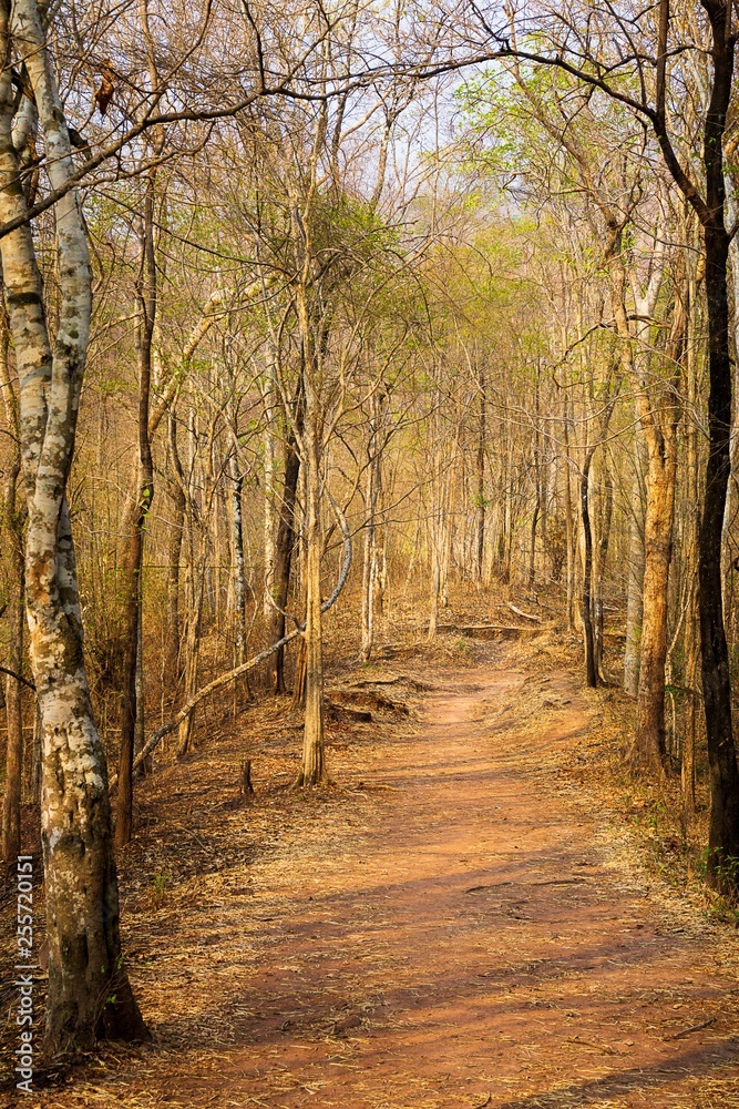 Fototapeta premium Dry forest pathway nature background