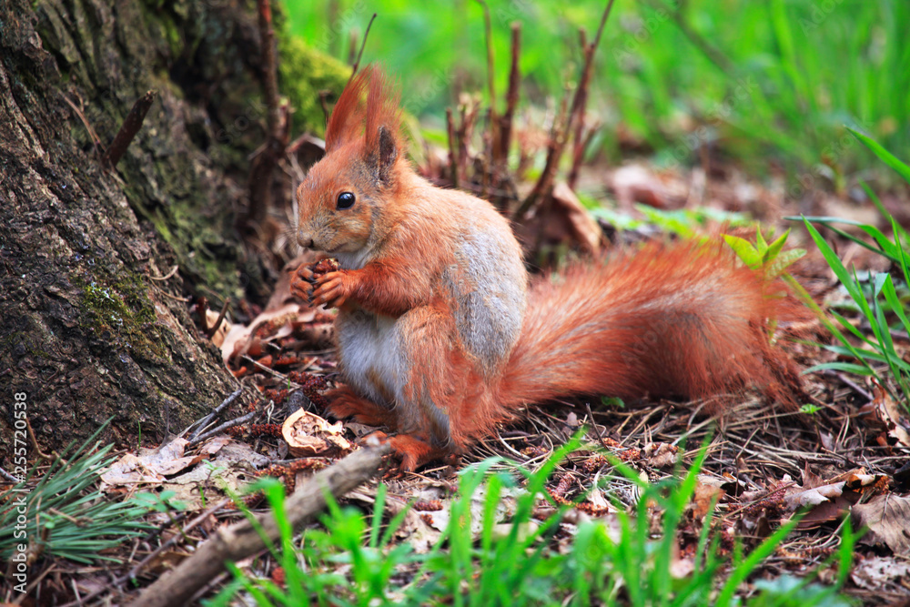 Cute squirrel eating nut. Beautiful squirrel in spring city park Cute squirrel eating nut. Beautiful squirrel in spring city park