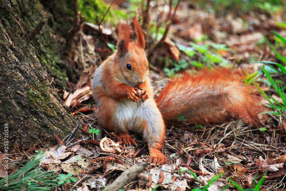 Fototapeta premium Cute squirrel eating nut. Beautiful squirrel in spring city park