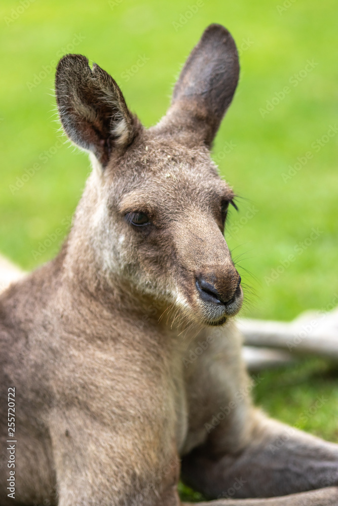 カンガルーのポートレート