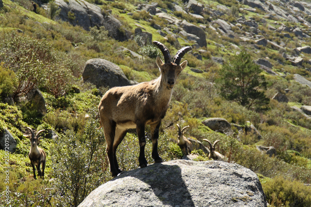 mountain goat