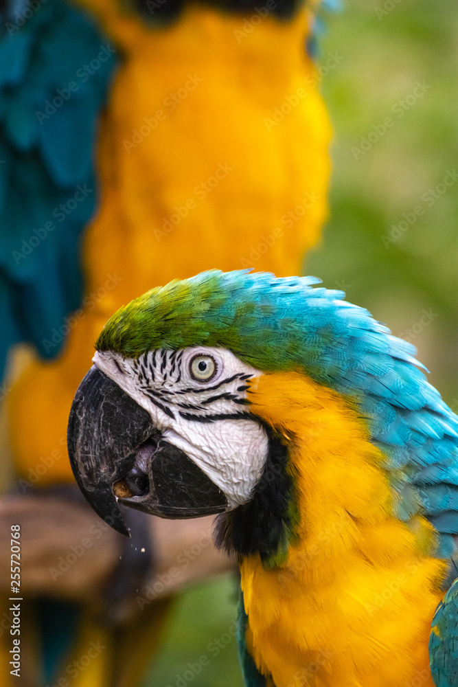 ルリコンゴウインコのポートレート