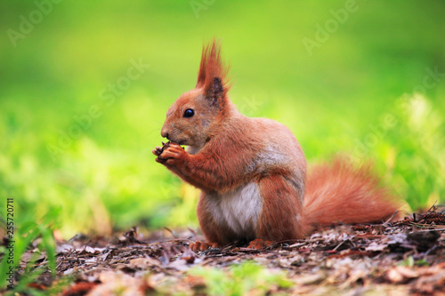 Cute squirrel eating nut. Beautiful squirrel in spring city park © Roden_W