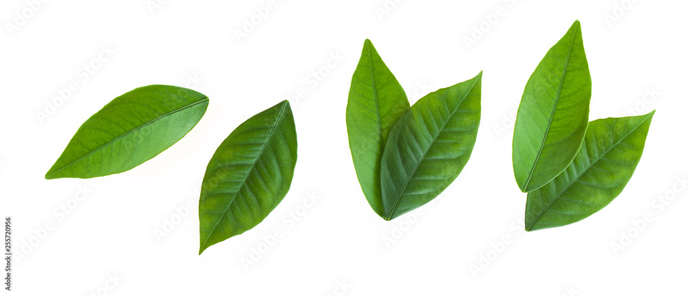 Fototapeta premium Citrus leaves isolated on white background