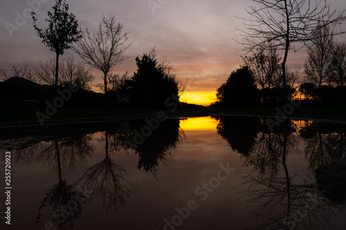 Silhouette of tree at sunset. Reflection of shadows and sunlight in water.