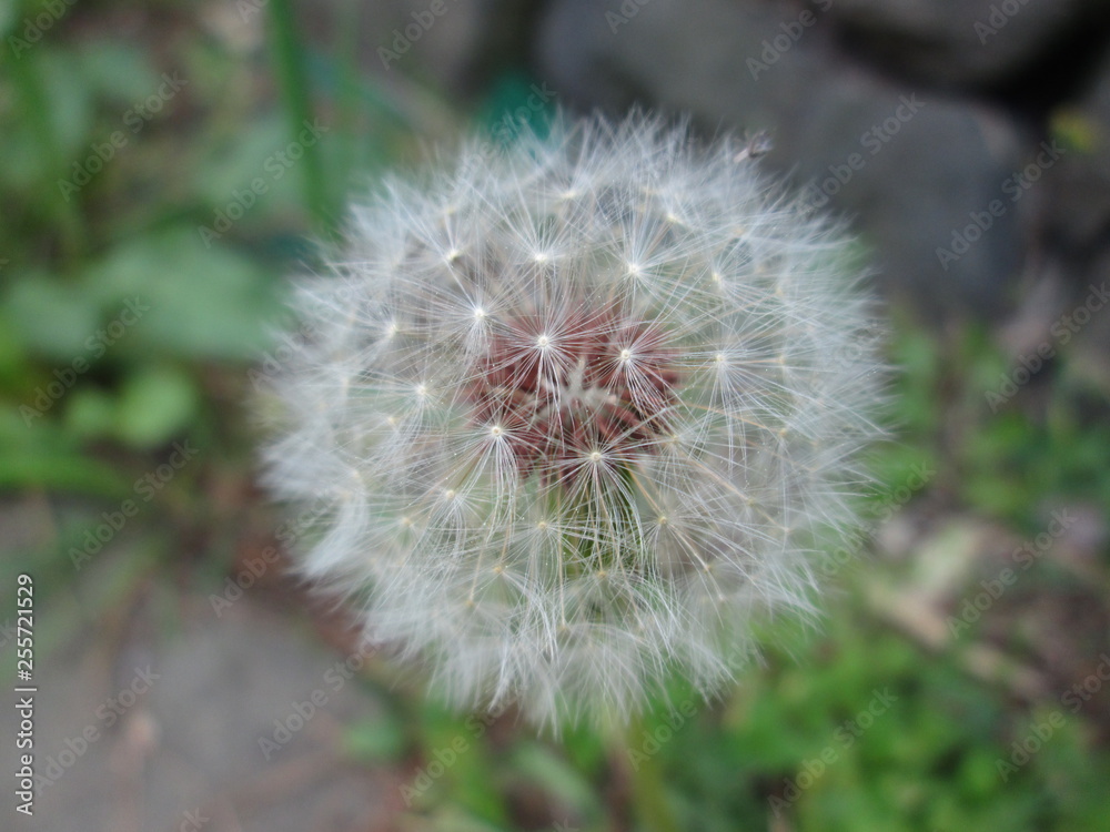 Fototapeta premium タンポポ