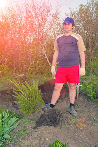 A young handsome man plants a sapling of spruce in the garden. photo