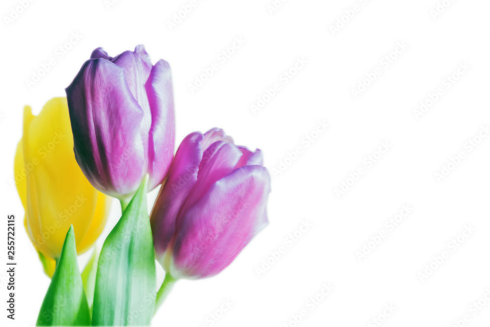 three tulips isolated on white background three tulips isolated on white background