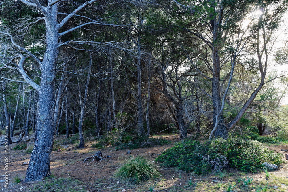 Obraz premium Kiefernwald, Mallorca, Spanien