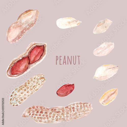 Set of peanuts, whole, shelled, on white background, watercolor illustration