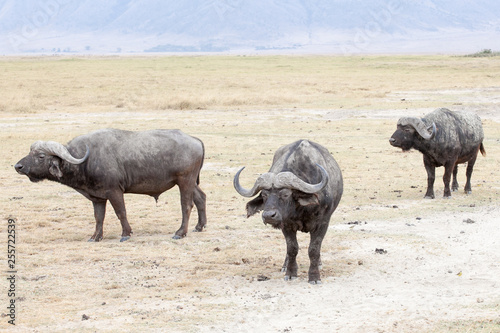 The African buffalo or Cape buffalo (Syncerus caffer) at the bottom of Ngorongoro National Park, Tanzania © AnyaNewrcha