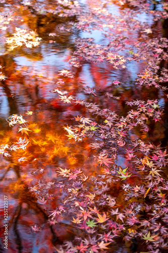 水面と紅葉　秋イメージ