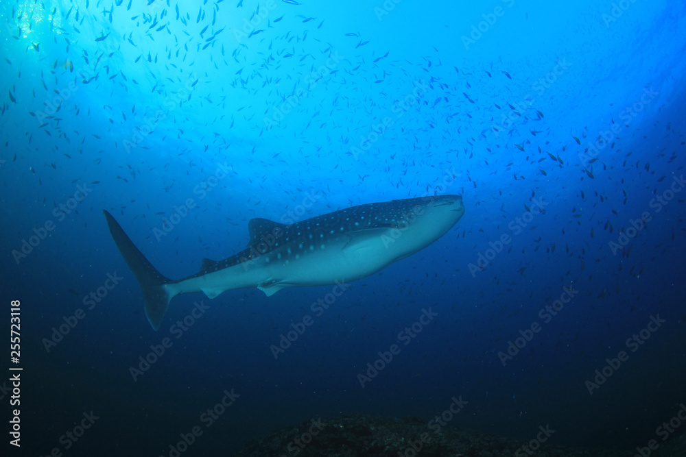 Obraz premium Whale Shark