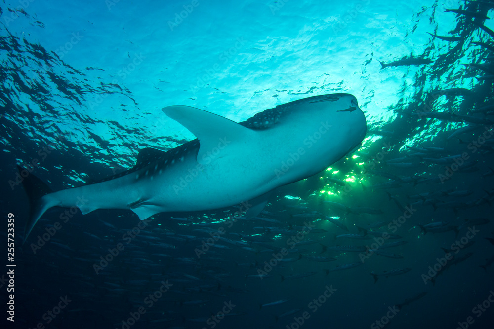 Whale Shark and school of Chevron Barracuda fish 